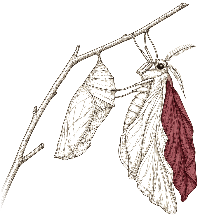 Ink-drawn moth emerging from its chrysalis on a bare branch, one wing in deep maroon