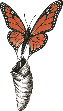 A butterfly emerging from its chrysalis